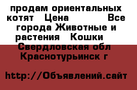 продам ориентальных котят › Цена ­ 5 000 - Все города Животные и растения » Кошки   . Свердловская обл.,Краснотурьинск г.